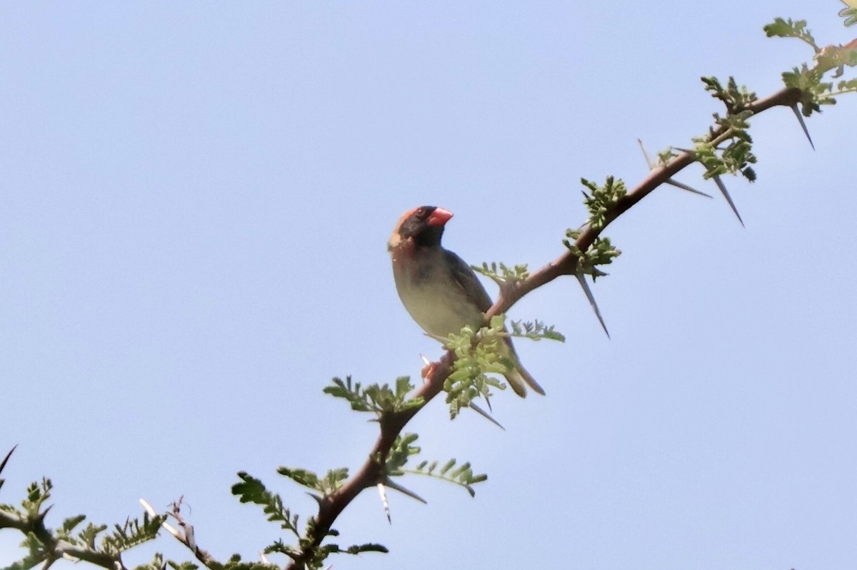 Red-billed Quelea - ML647380918
