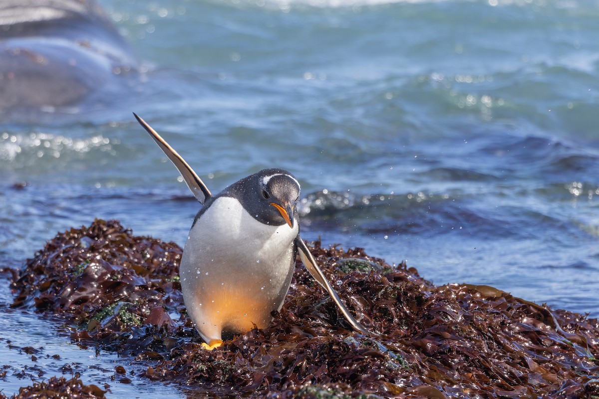 Gentoo Penguin - ML647380919