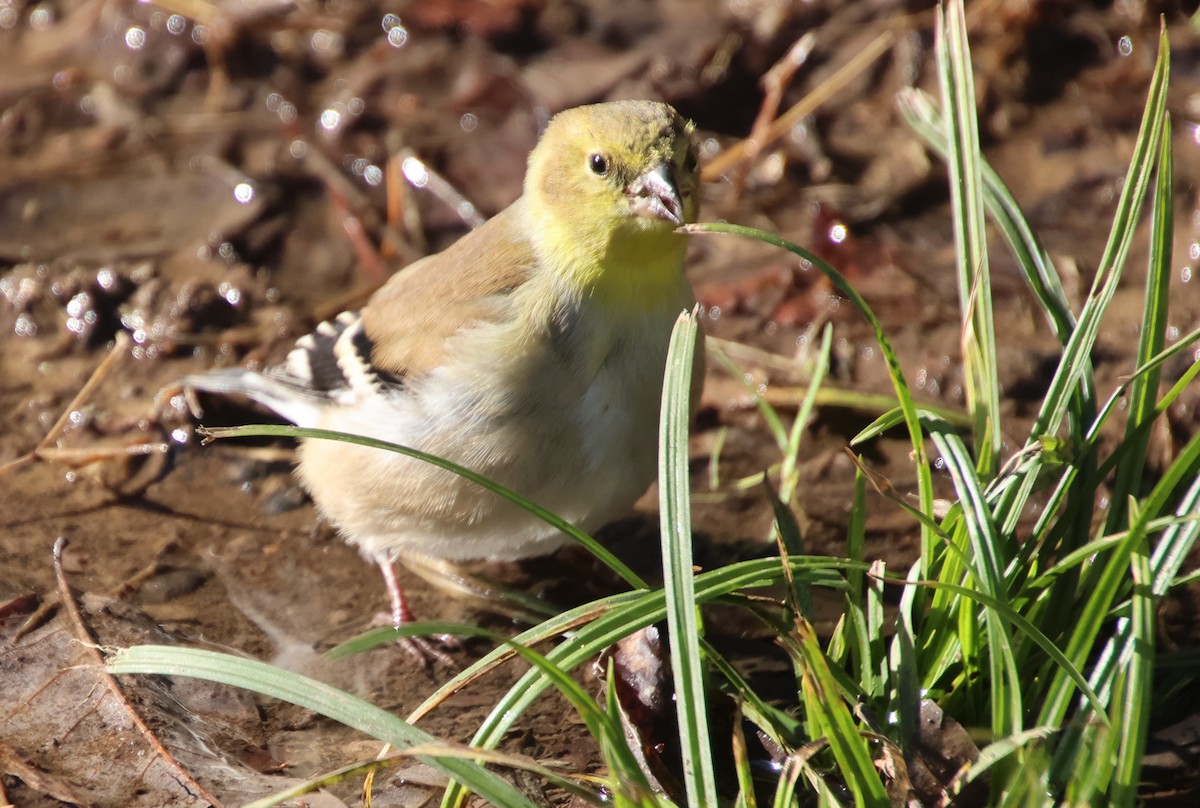 American Goldfinch - ML647380920