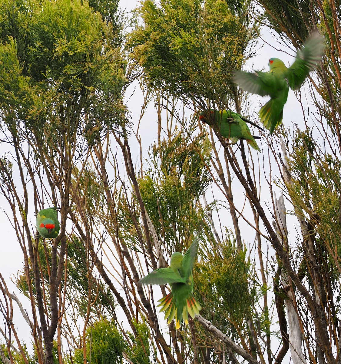 Musk Lorikeet - ML647380921