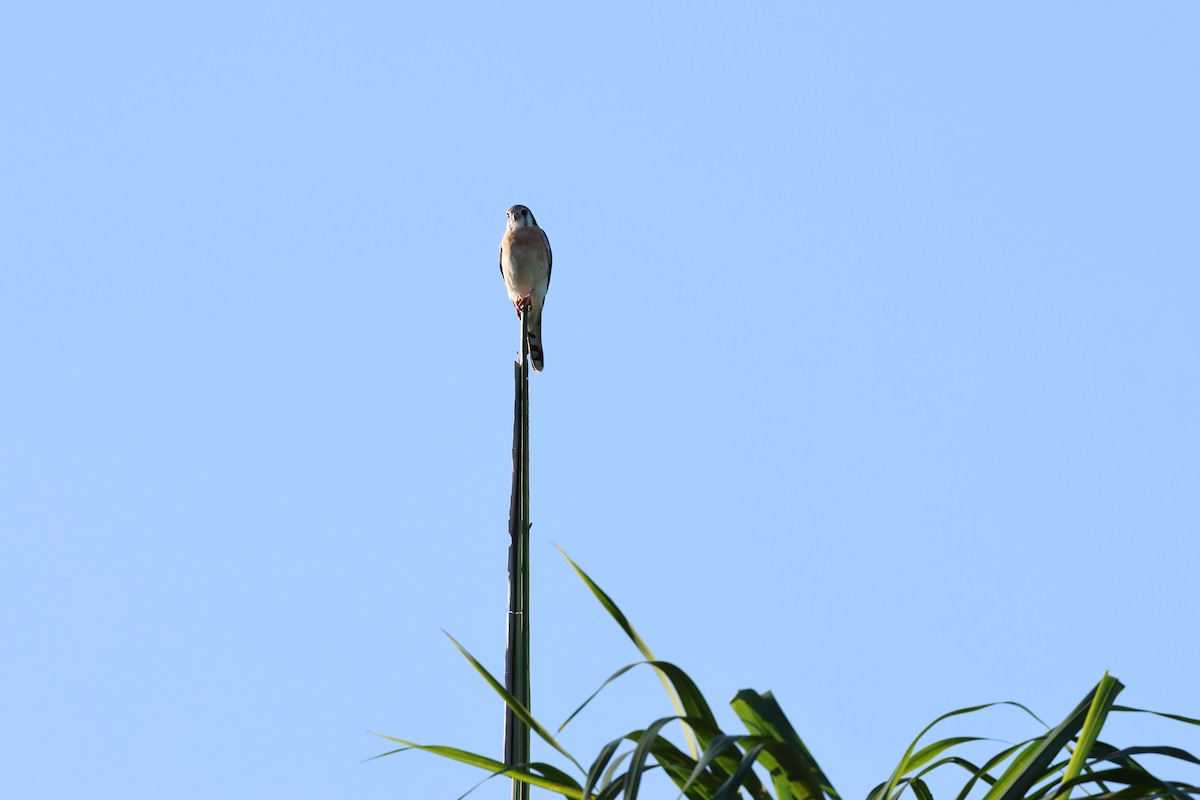 American Kestrel - ML647380922