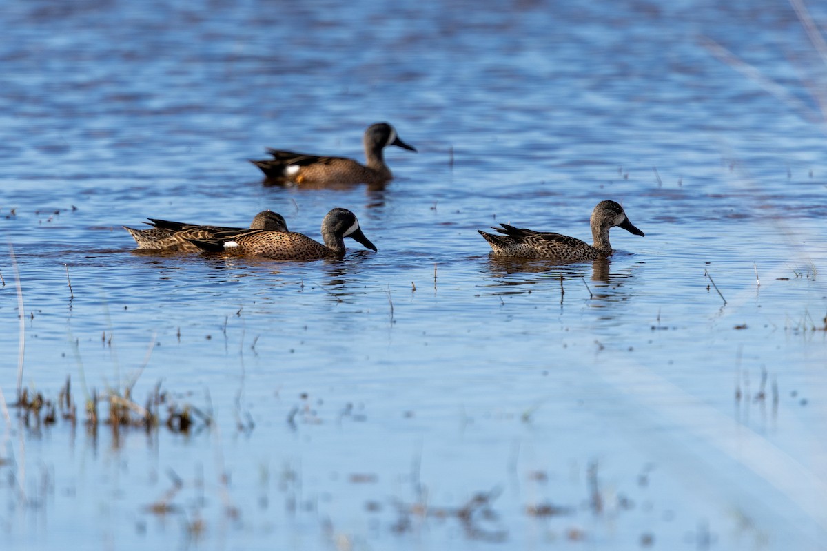 Blue-winged Teal - ML647380923