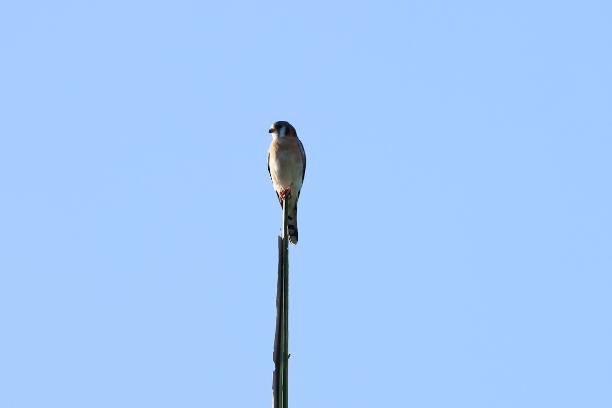American Kestrel - ML647380924