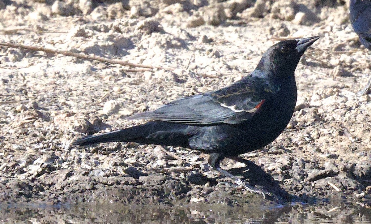 Tricolored Blackbird - ML647380925