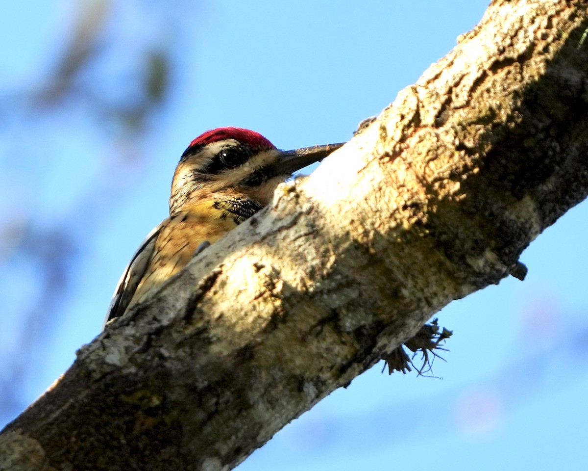Yellow-bellied Sapsucker - ML647380926