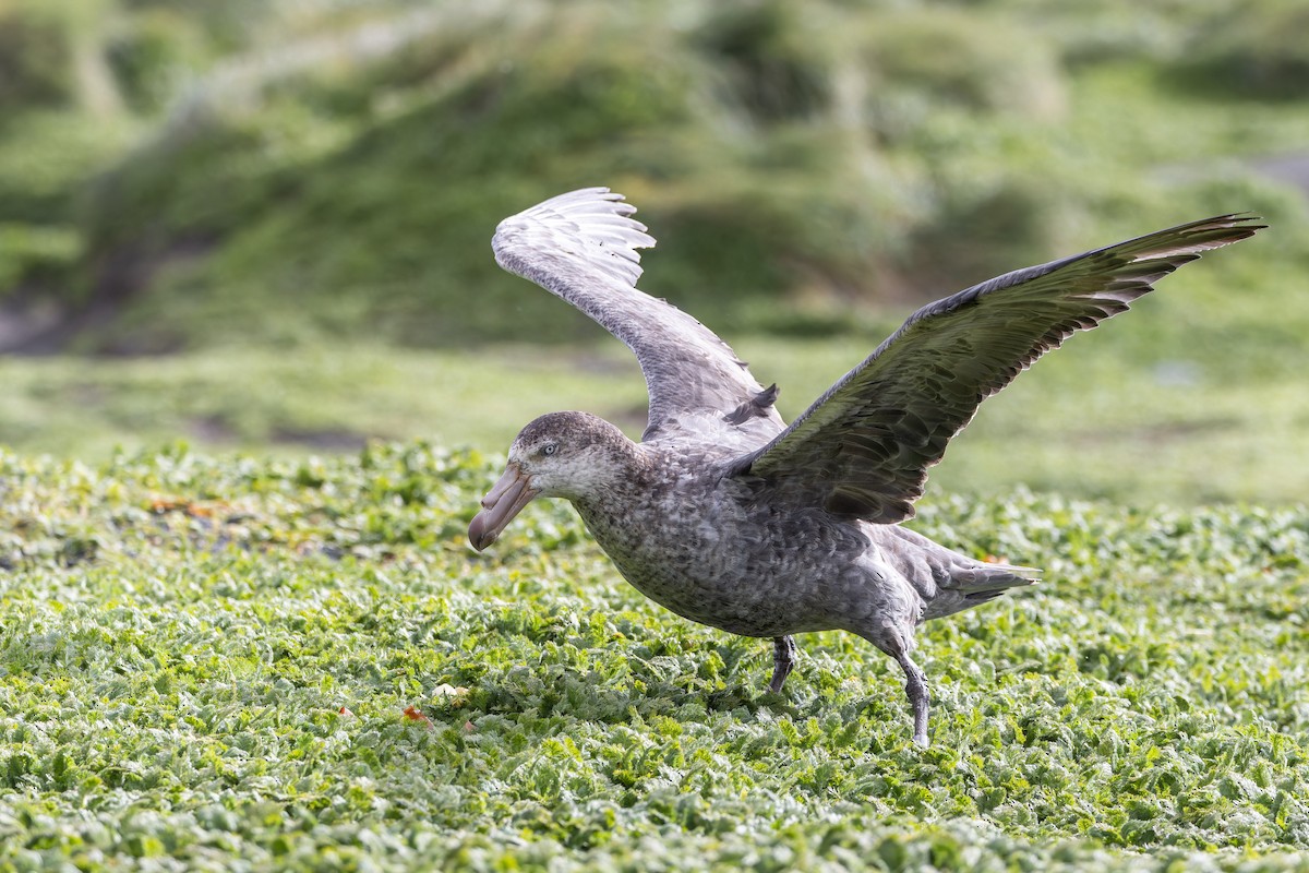 Northern Giant-Petrel - ML647380927