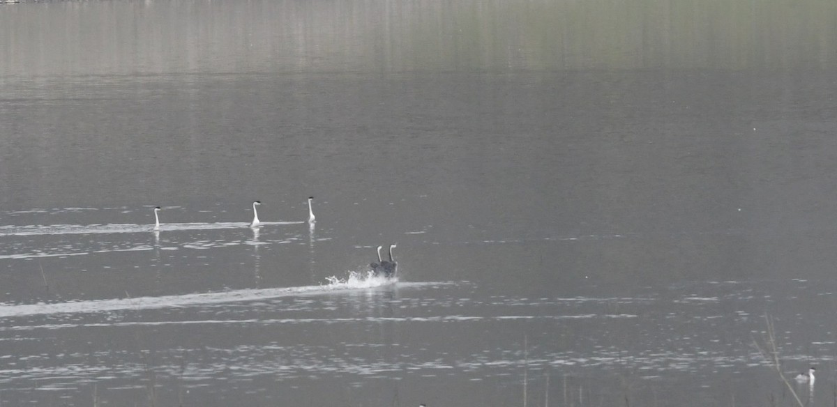 Western Grebe - ML647380928