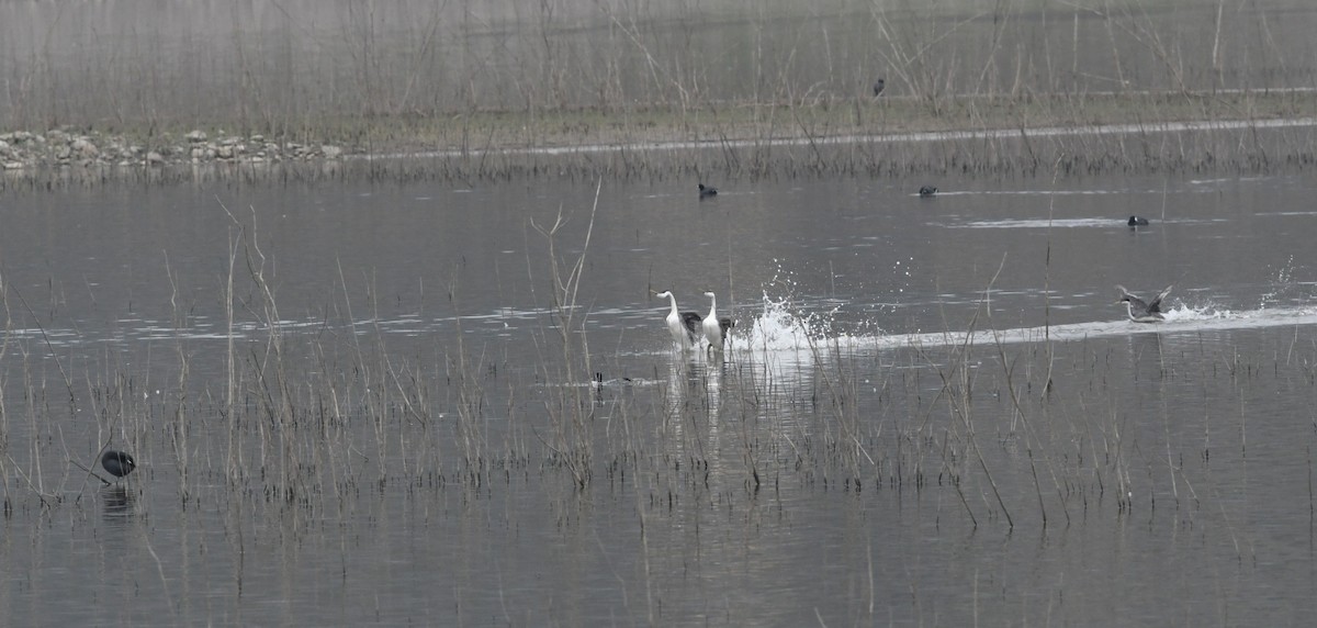 Western Grebe - ML647380929