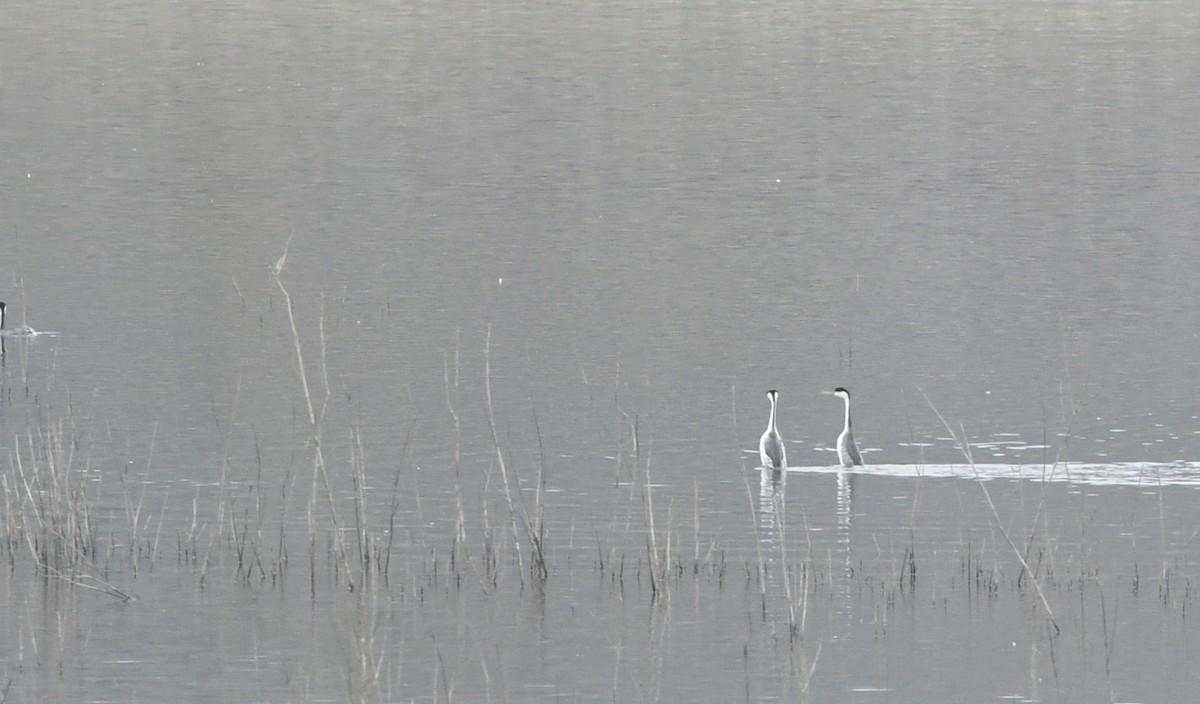 Western Grebe - ML647380930
