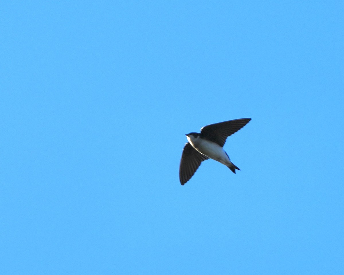 Tree Swallow - ML647380932