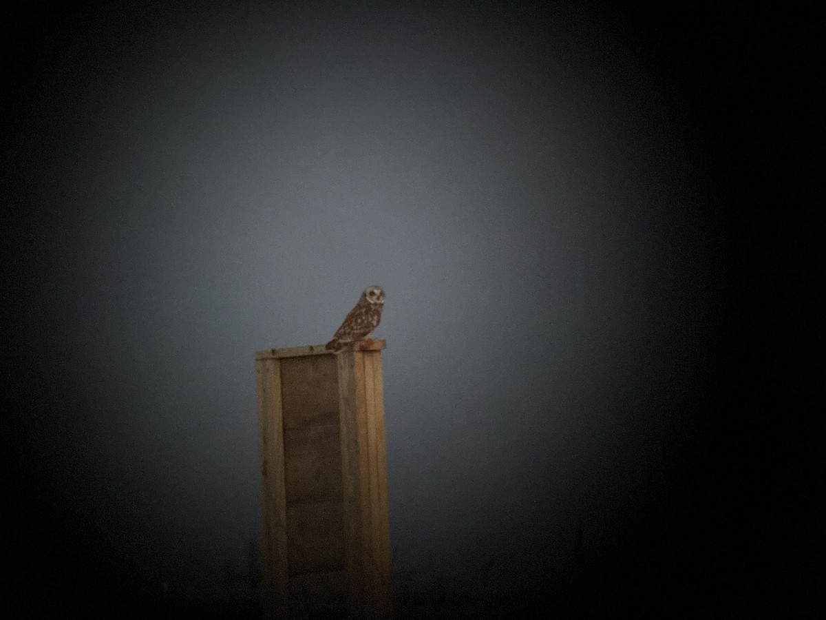 Болотная сова (flammeus) - ML647380934