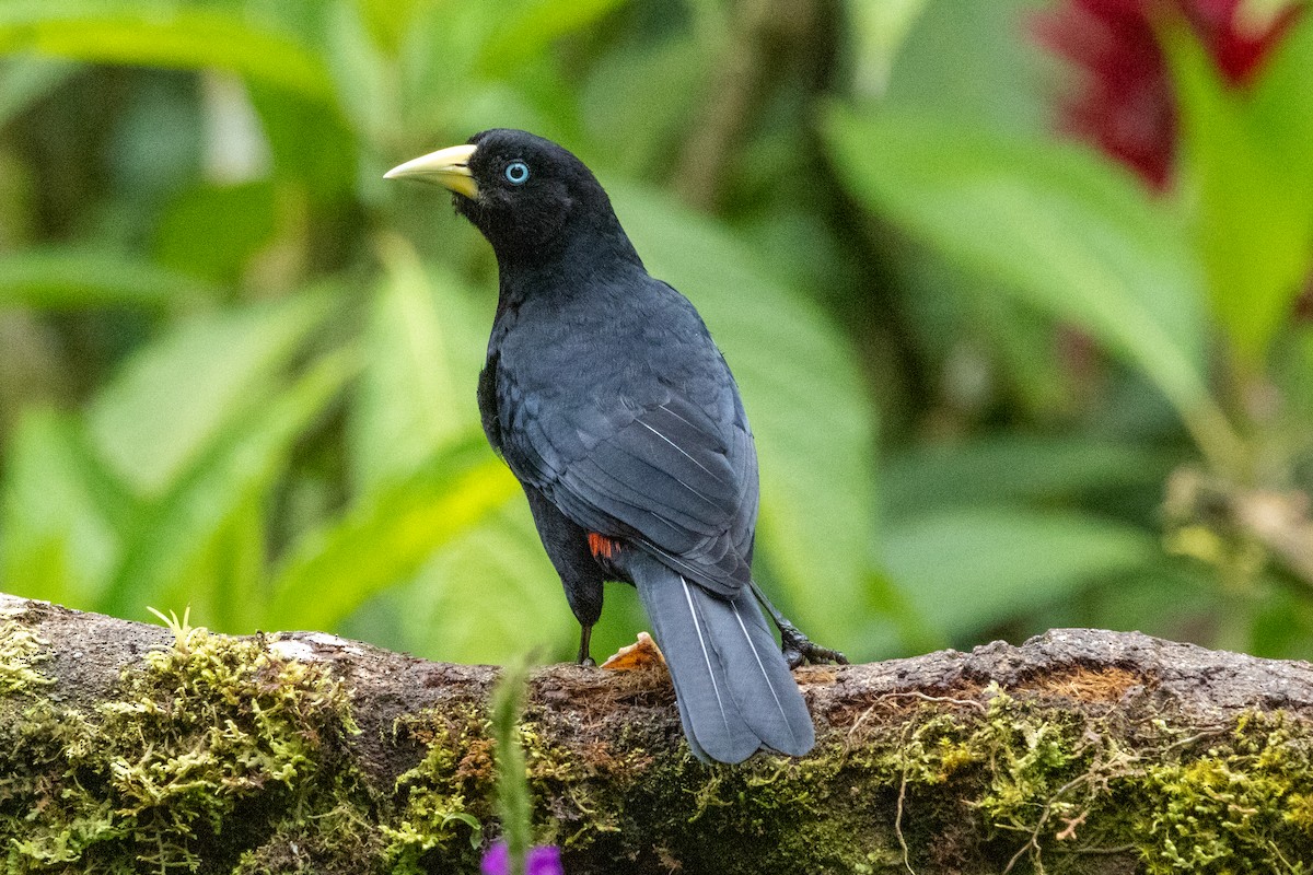 Al Sokumlu Kasik (uropygialis) - ML647380935