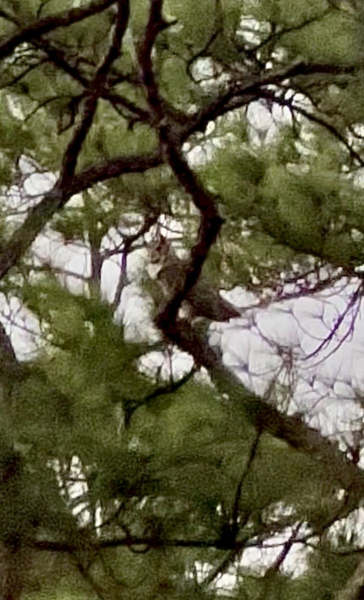 Great Horned Owl - ML647380936