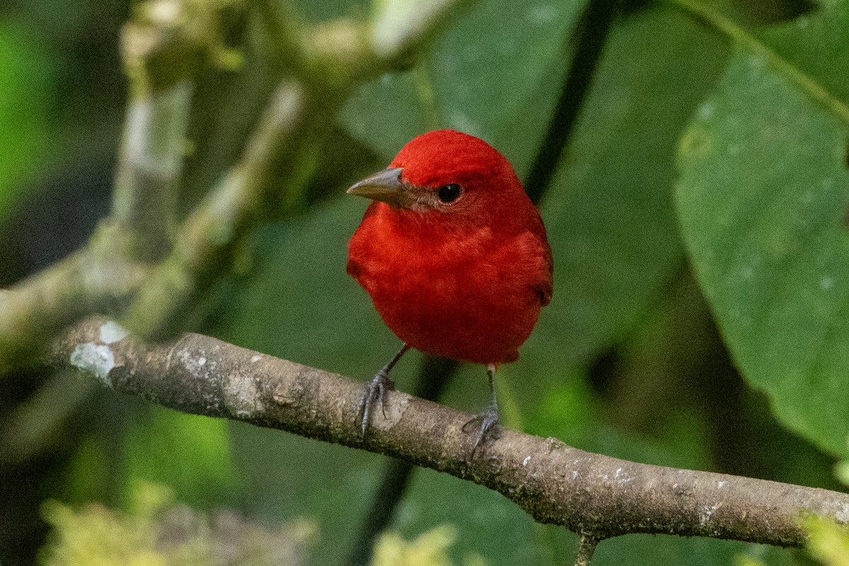 Kırmızı Piranga - ML647380960