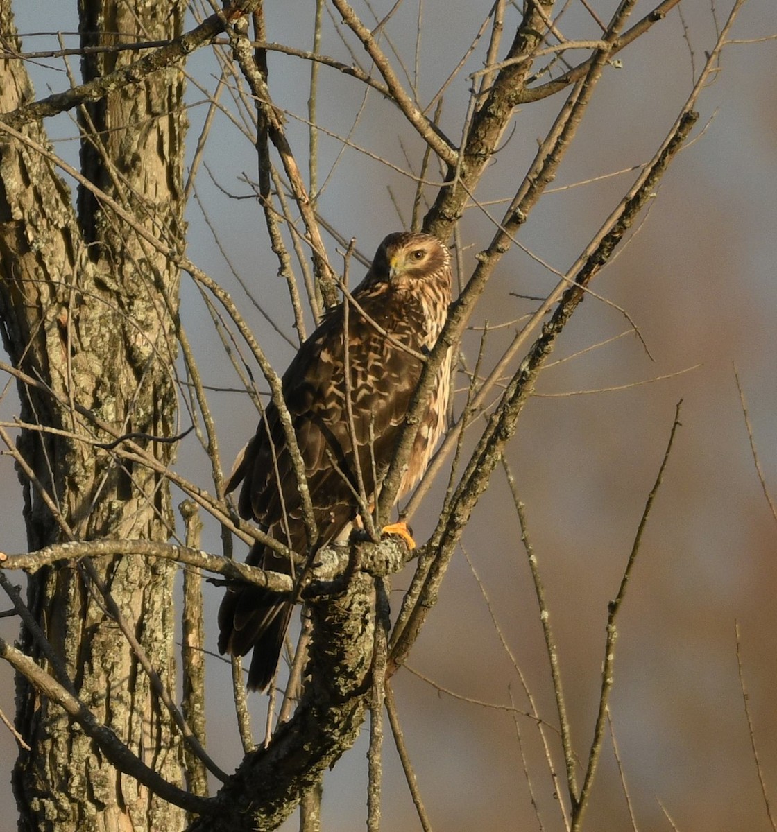 Aguilucho de Hudson - ML647380961