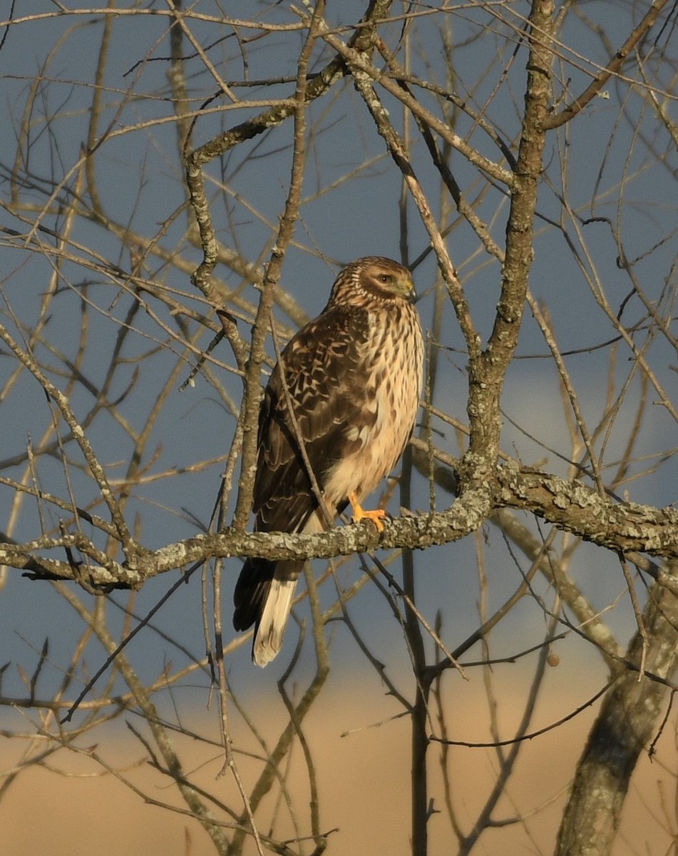 Aguilucho de Hudson - ML647380965