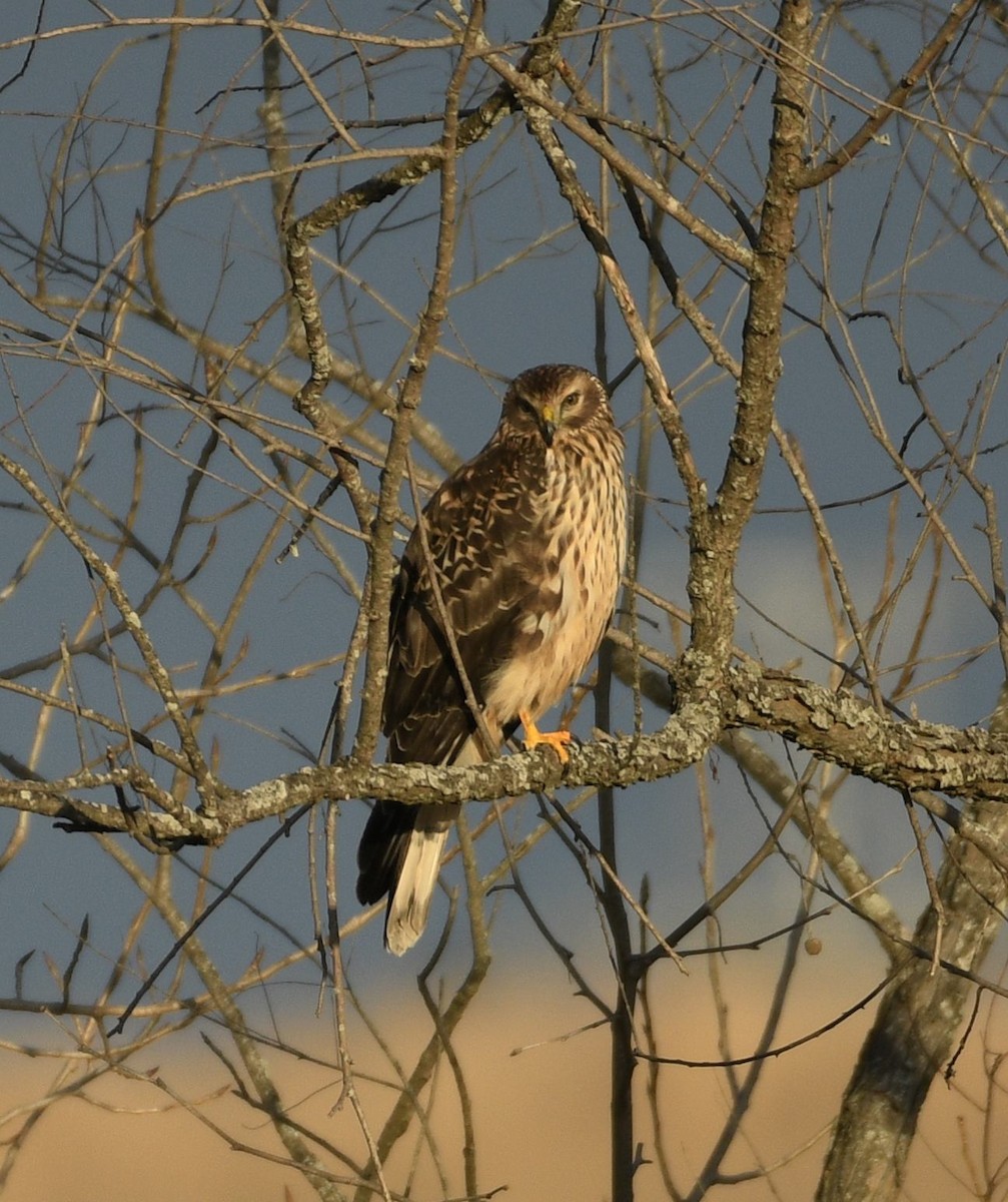 Aguilucho de Hudson - ML647380967
