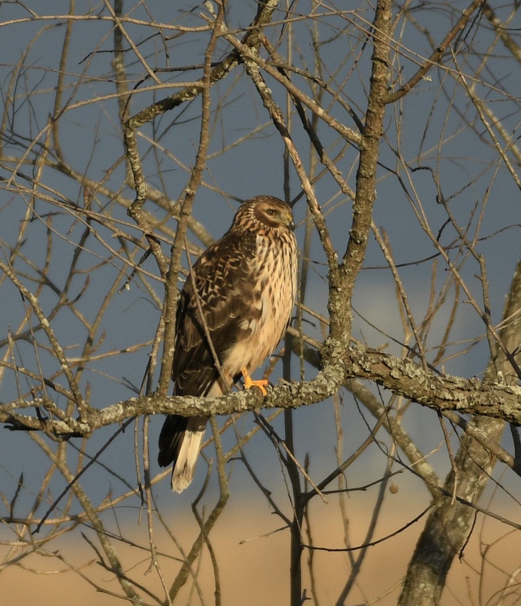 Aguilucho de Hudson - ML647380971