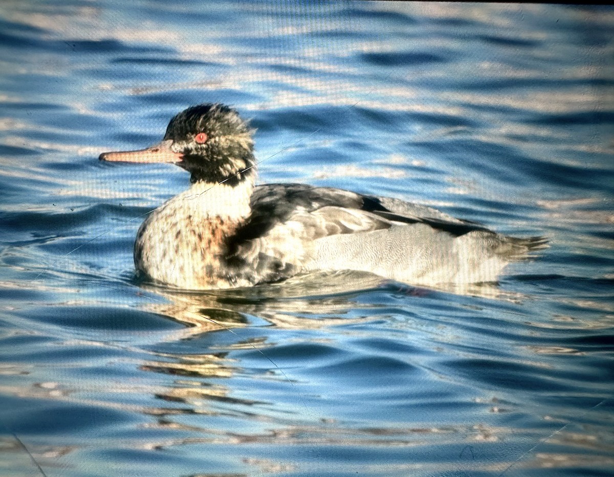 Serreta Mediana - ML647380973