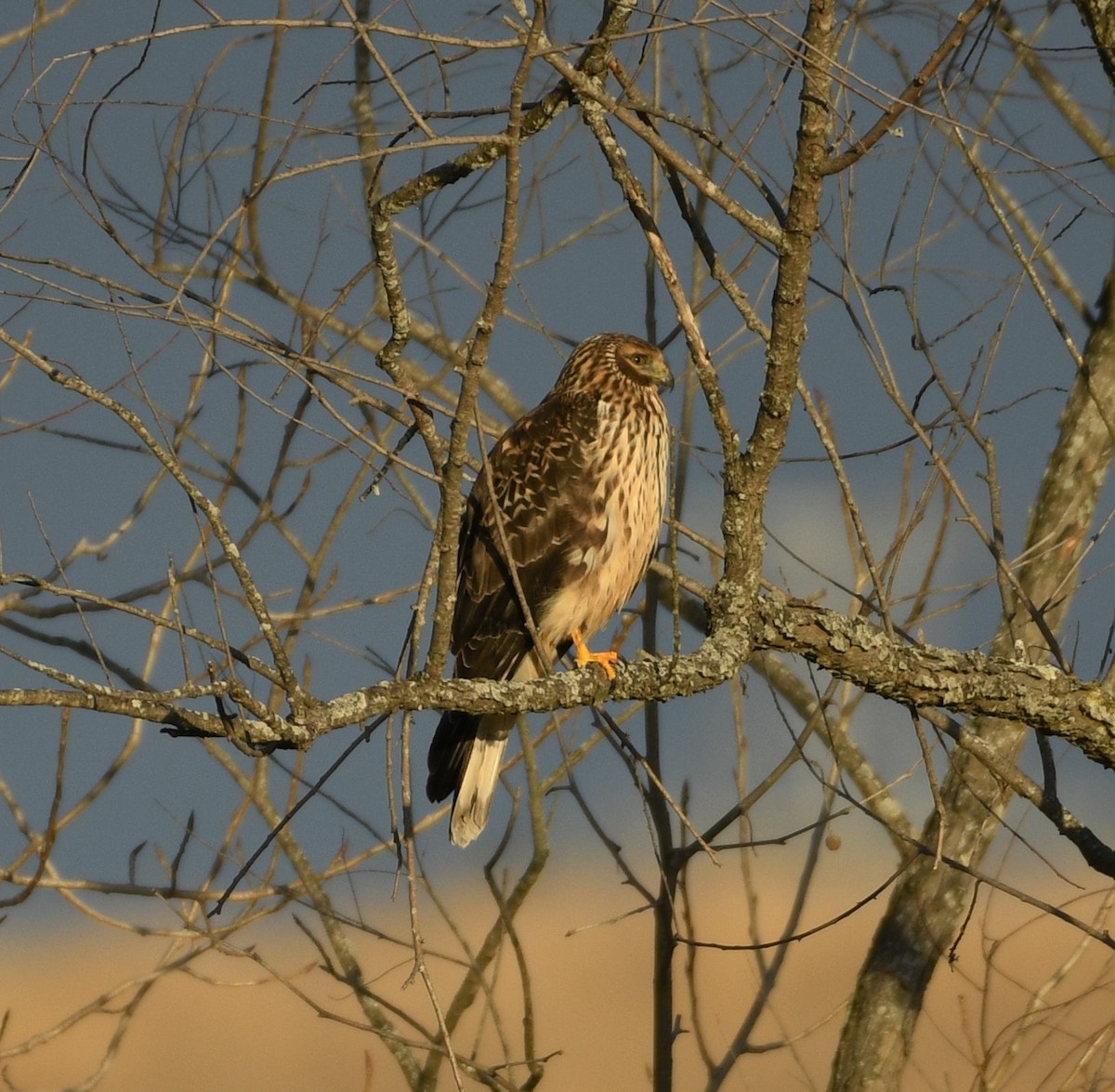 Aguilucho de Hudson - ML647380974