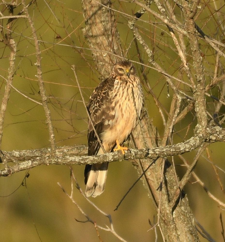 Aguilucho de Hudson - ML647380976