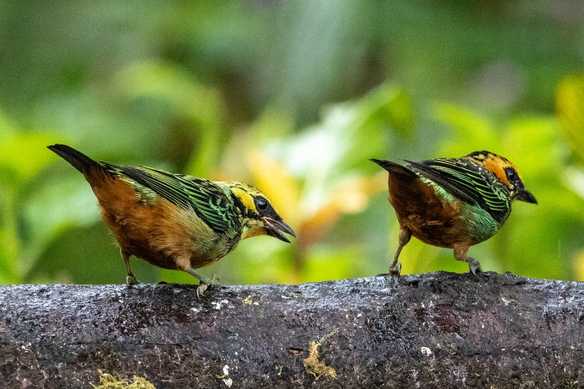 Altın Kulaklı Tangara - ML647380978