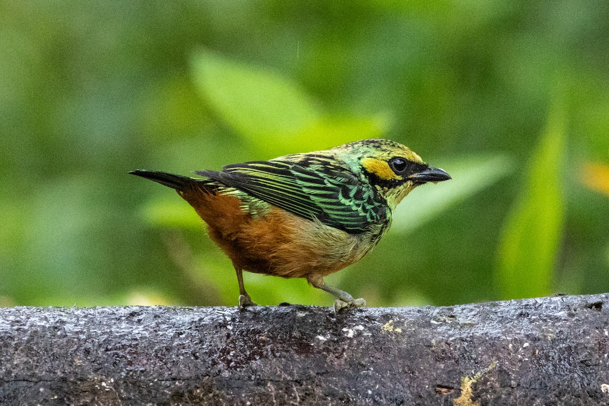 Altın Kulaklı Tangara - ML647380979