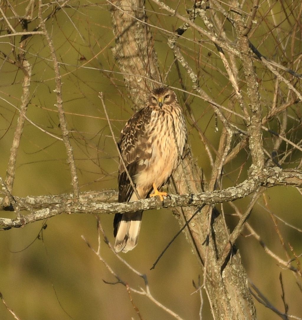 Aguilucho de Hudson - ML647380980