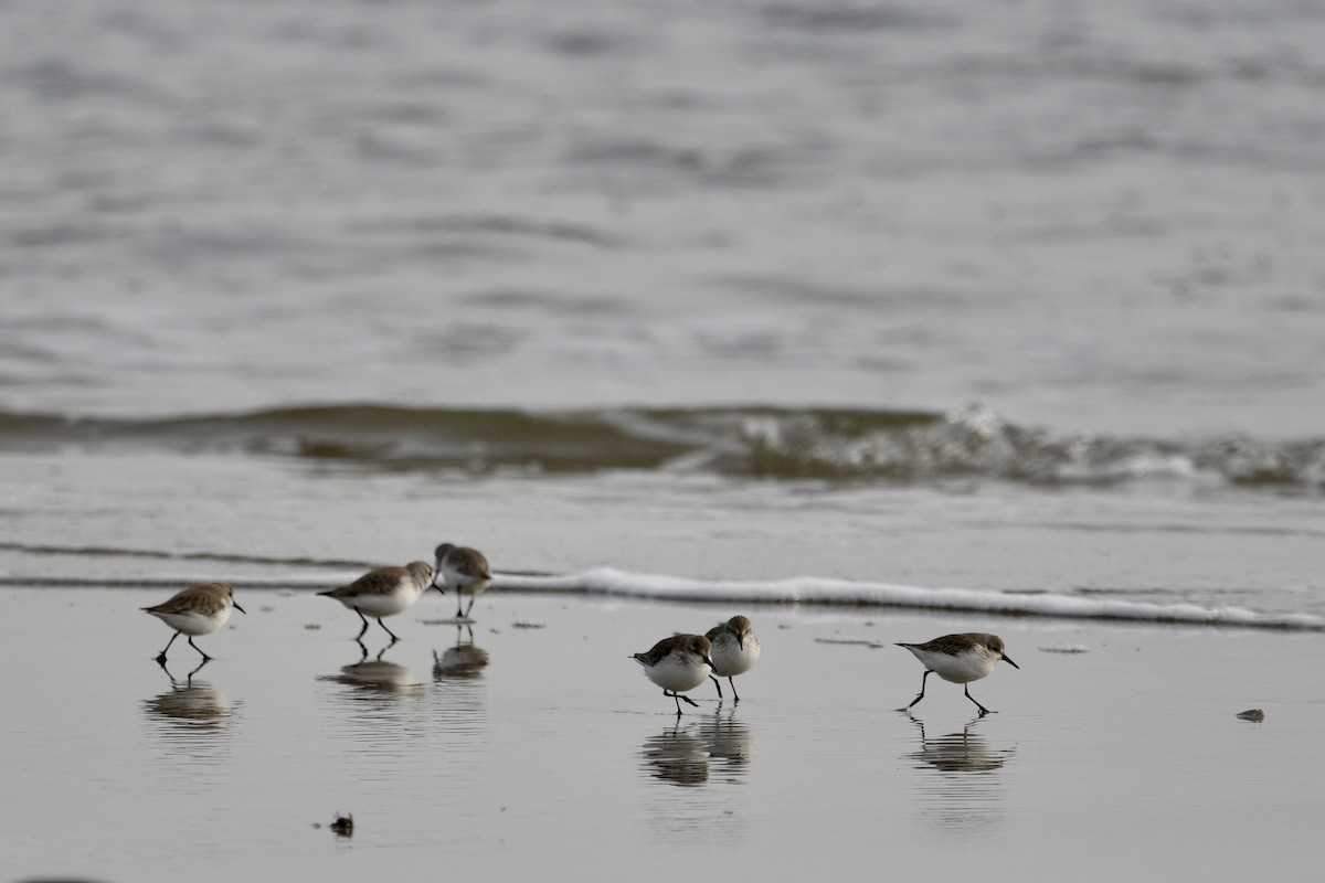 Gambecchio dell'Alaska - ML647380981