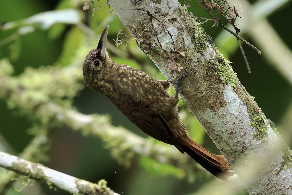 Spotted Woodcreeper - ML647380982