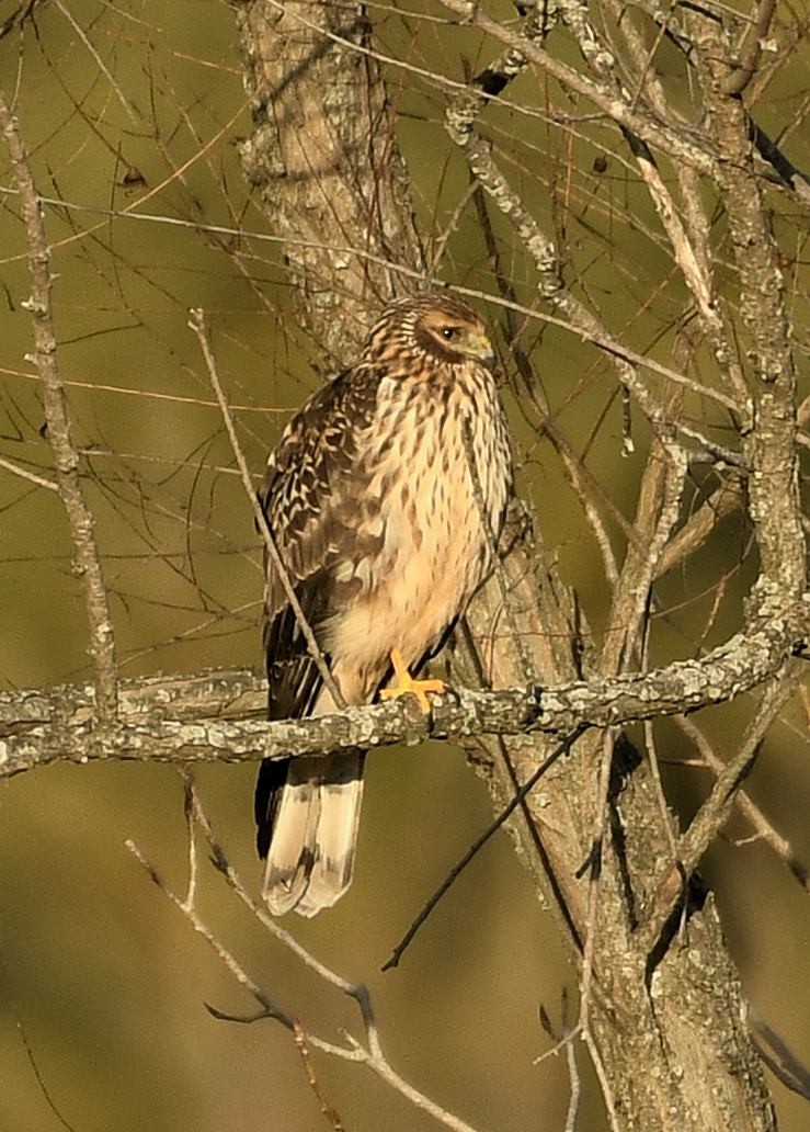 Aguilucho de Hudson - ML647380983