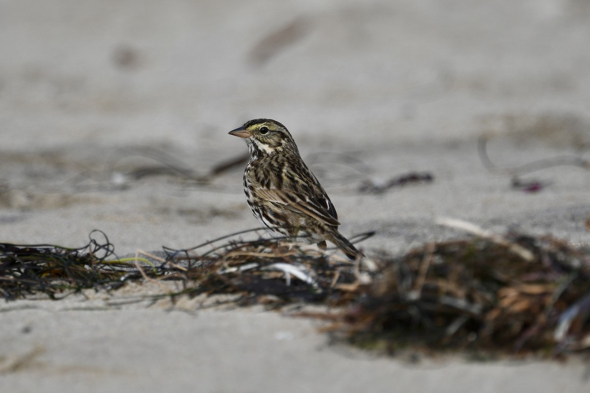 Chingolo Sabanero - ML647380988