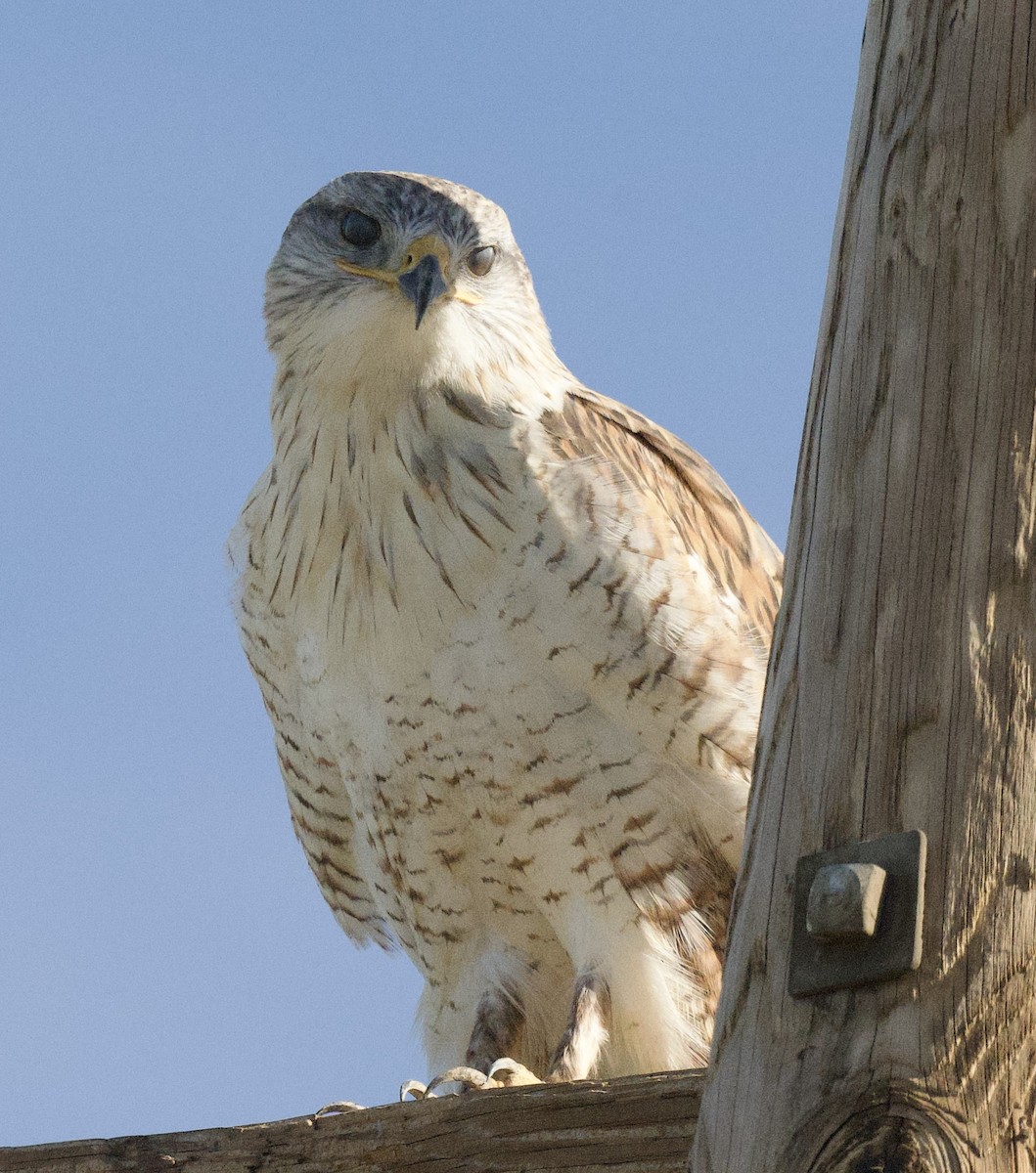 kongevåk - ML647380989