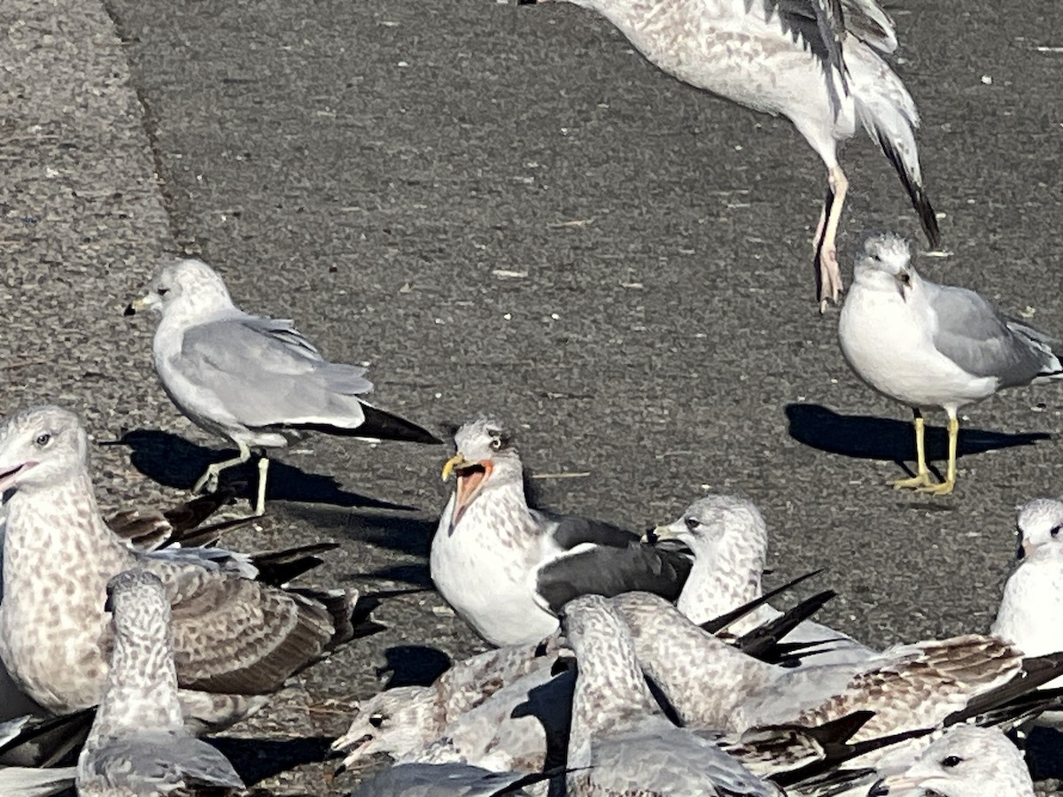 Goéland brun - ML647381028