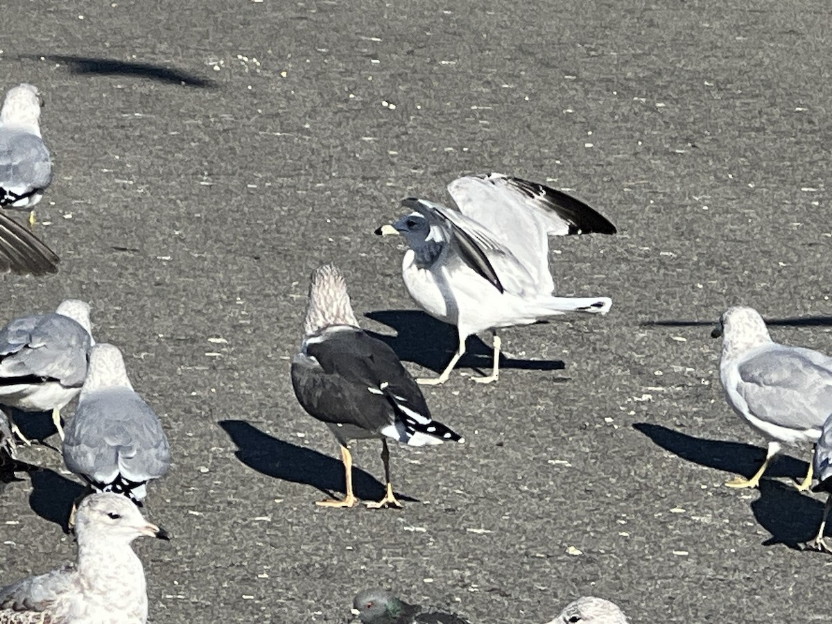 Goéland brun - ML647381029