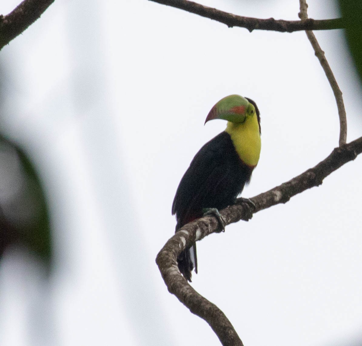 Fischertukan - ML647381042