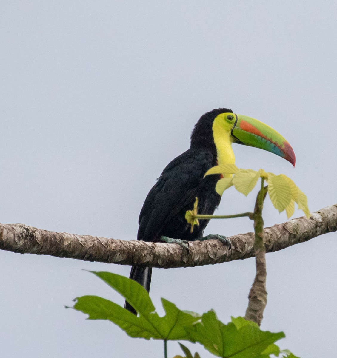 Fischertukan - ML647381043