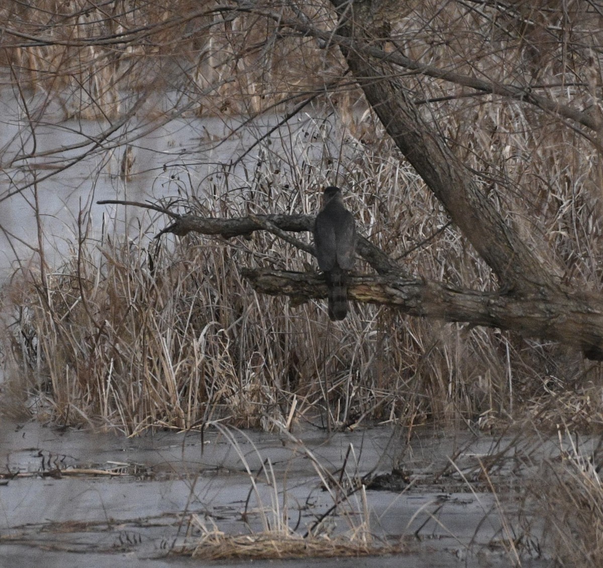 Gavilán de Cooper - ML647381048