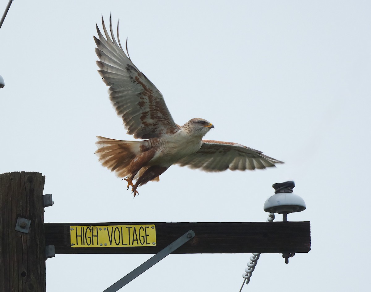 kongevåk - ML647381050