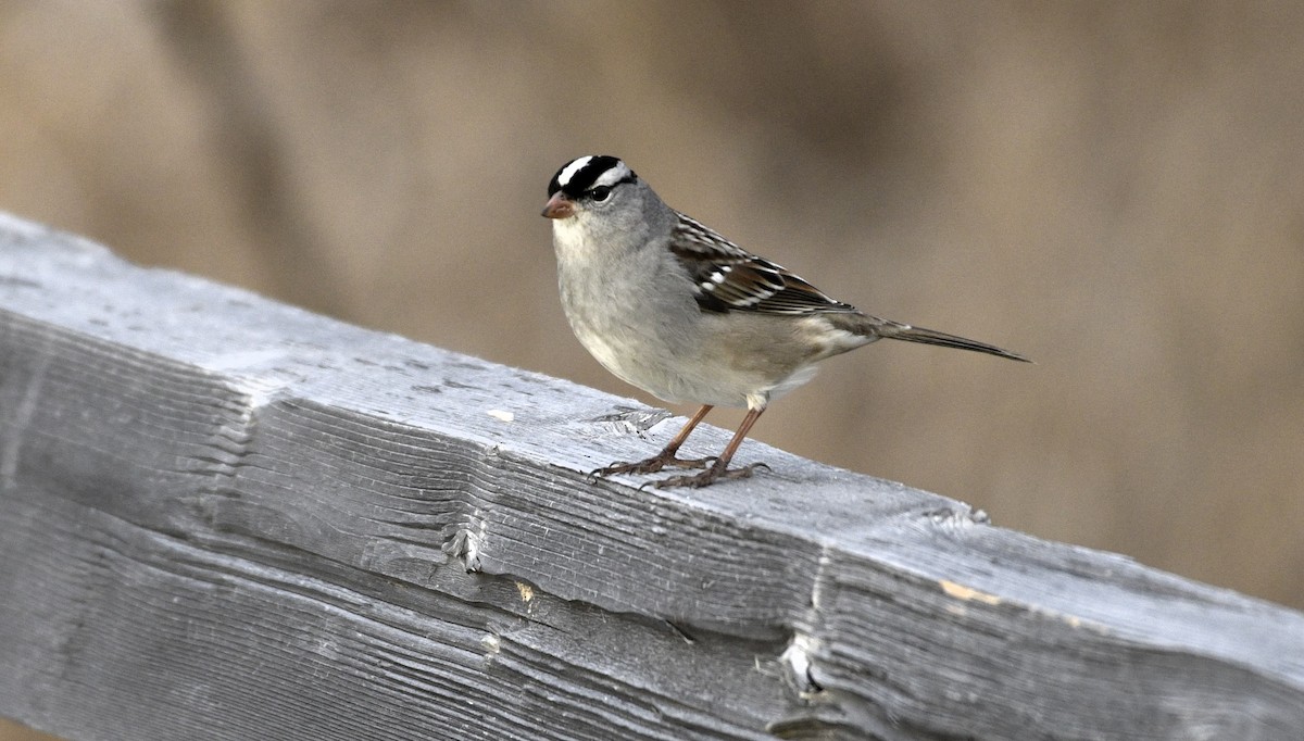 Chingolo Coroniblanco - ML647381051