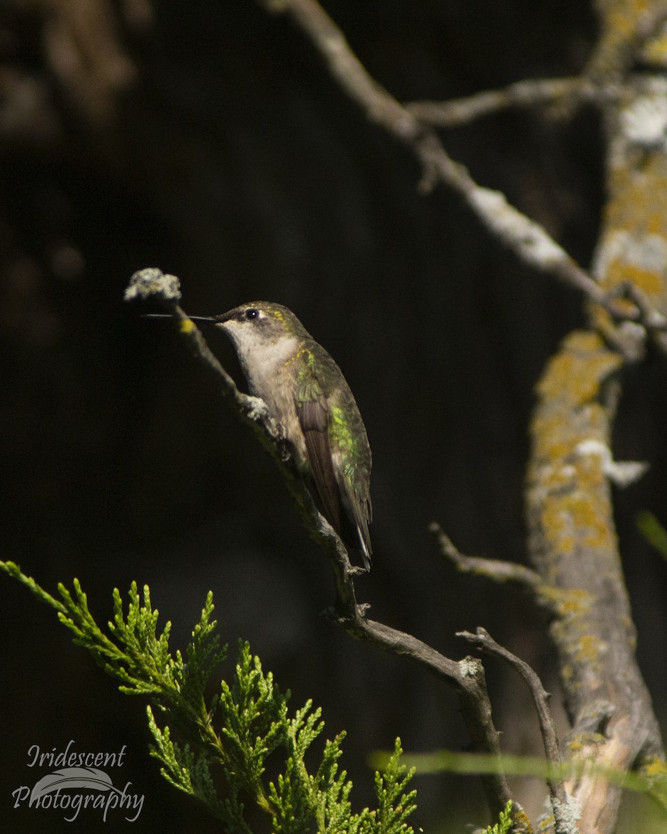 Ruby-throated Hummingbird - ML647381068
