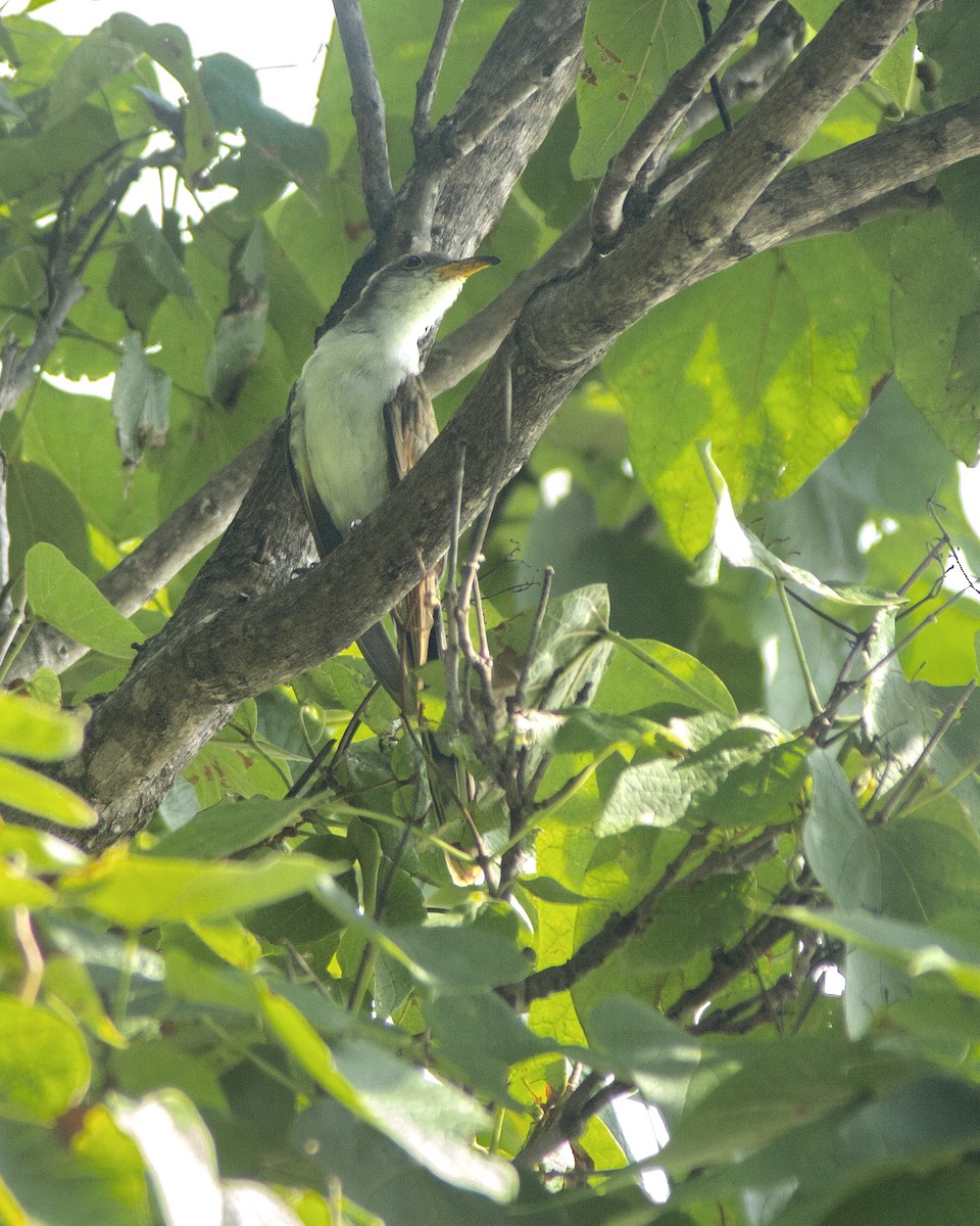 Yellow-billed Cuckoo - ML647381072