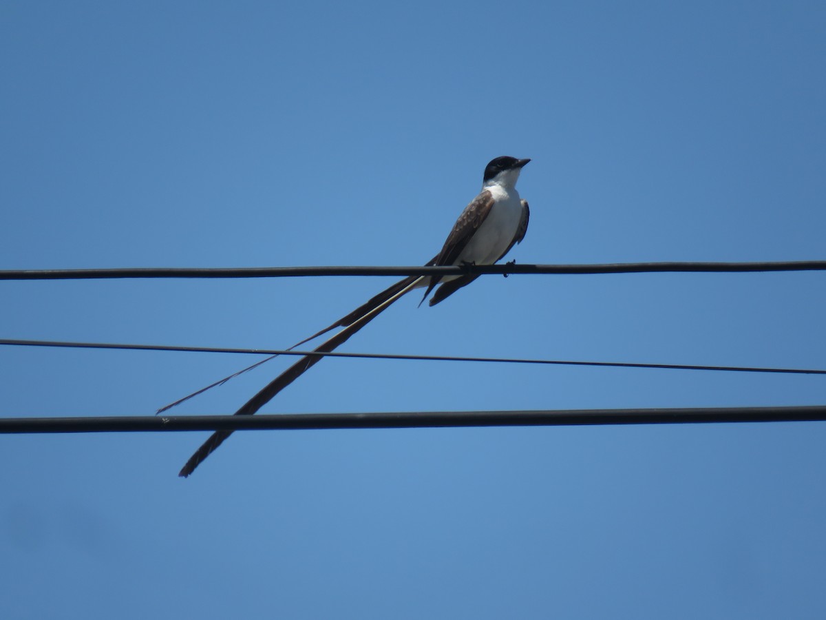 Fork-tailed Flycatcher - ML647381077