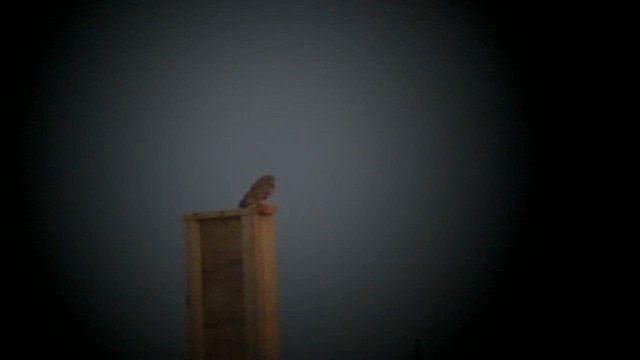 Болотная сова (flammeus) - ML647381084