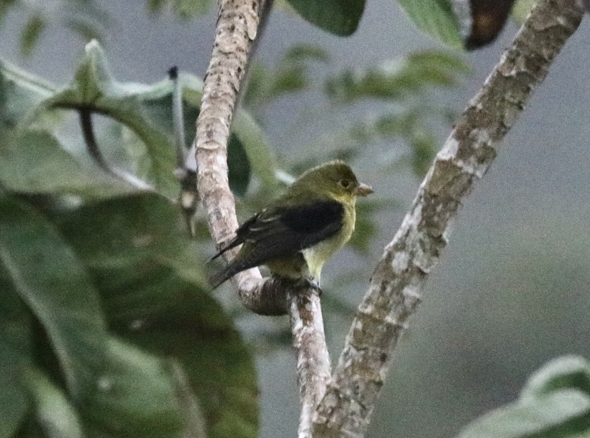 Scarlet Tanager - ML647381089