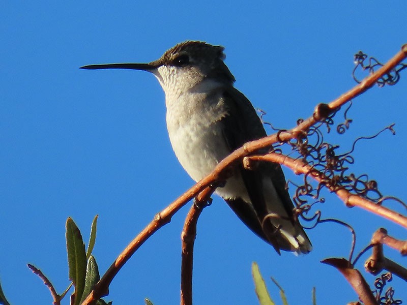 Ruby-throated Hummingbird - ML647381093