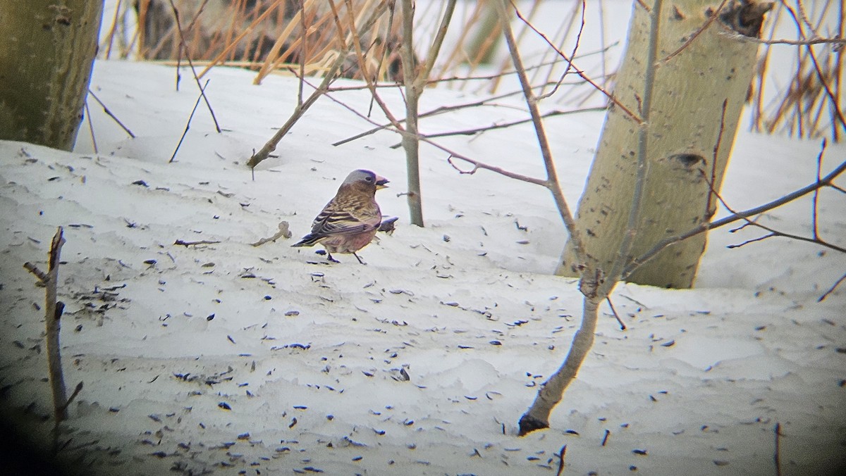 Pinzón Montano Nuquigrís - ML647381096