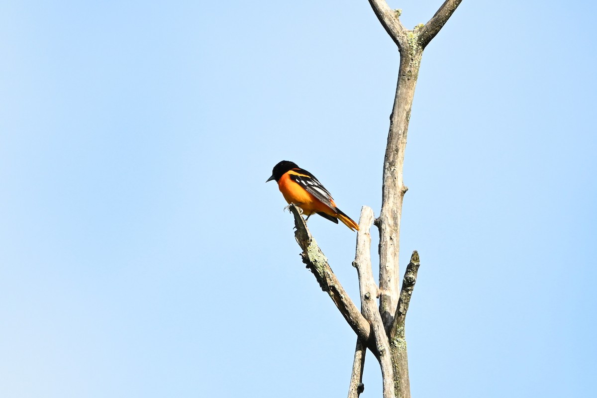 Балтиморский трупиал - ML647381112