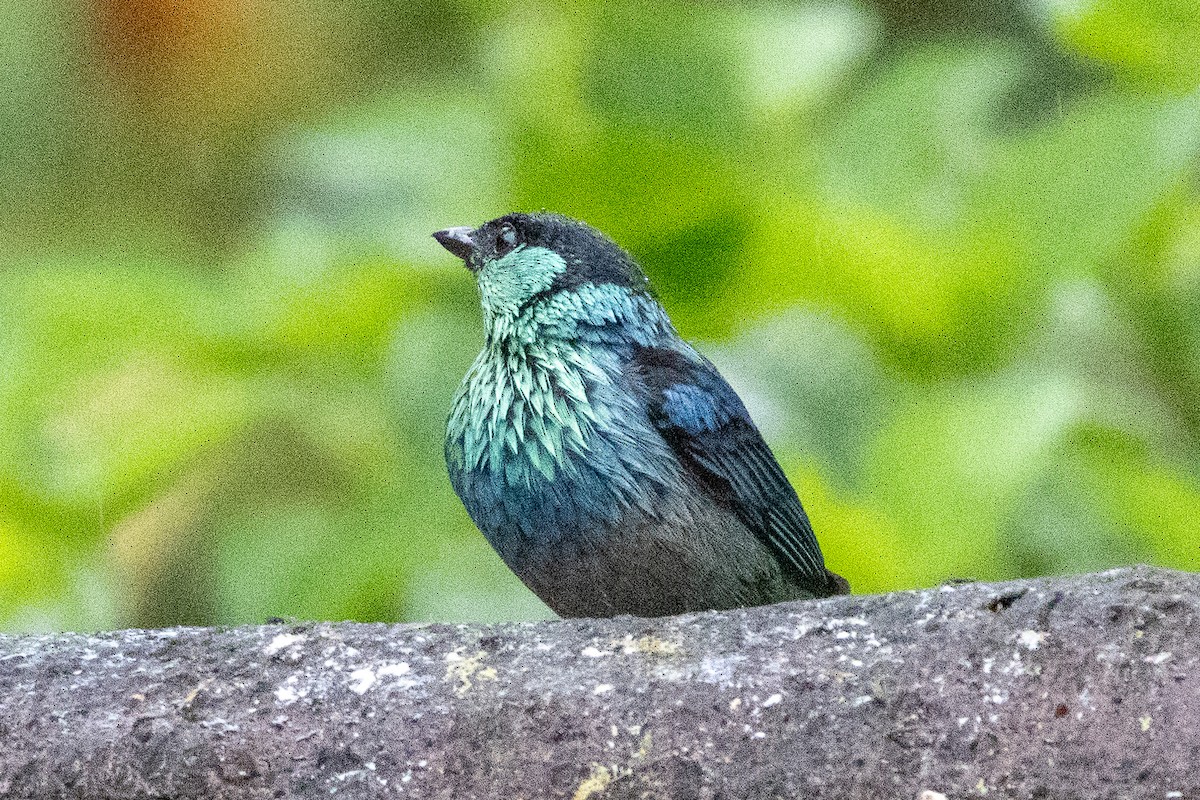 Kara Takkeli Tangara - ML647381116