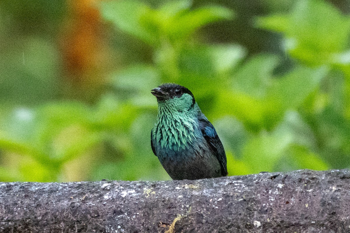 Kara Takkeli Tangara - ML647381117